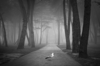 At foggy afternoon At foggy afternoon