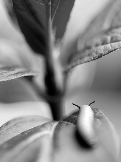 Monarch Caterpillar #7 Monarch Caterpillar #7