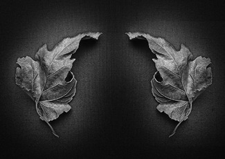 Autumn Leaves Autumn Leaves