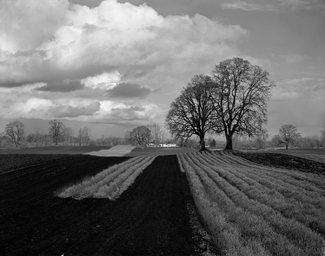 Chitrakar-Bobby_Sauvie Island Farm, OR Chitrakar-Bobby_Sauvie Island Farm, OR