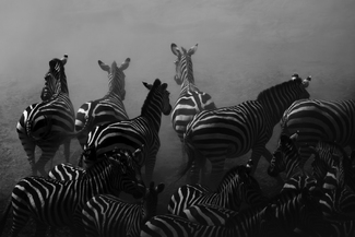 You Go, No You Go You Go, No You Go