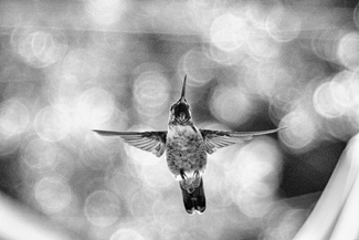 Ruby-Throated Hummingbird Ruby-Throated Hummingbird