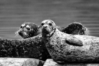 Harbour Seal Trio Harbour Seal Trio