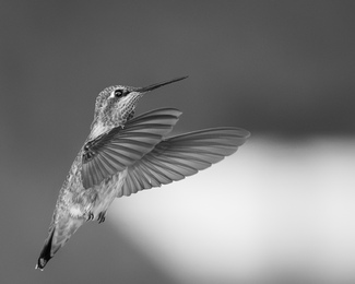 Ruby Throated Hummingbird Ruby Throated Hummingbird
