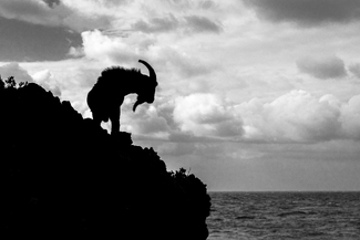 Goat who wants to dive Goat who wants to dive
