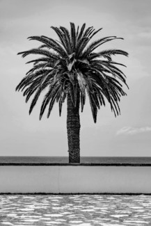 Malibu Palm