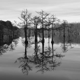 Floating Cypress Floating Cypress