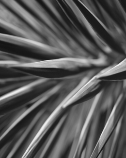 In Formation In Formation