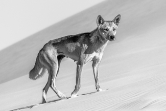 Dune Wongari Dune Wongari