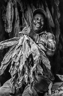 TobaccoStripper TobaccoStripper