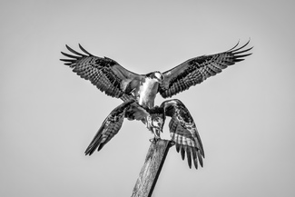 Mating Osprey Mating Osprey