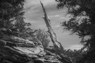 Ancient Guardians Ancient Guardians