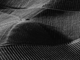 In the Winecountry In the Winecountry