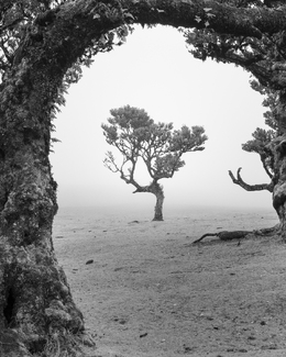 Fanal Forest Fanal Forest