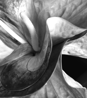 Sensual Anthurium  Sensual Anthurium