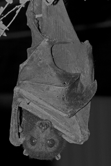 Grey-headed Flying-fox, Australia Grey-headed Flying-fox, Australia