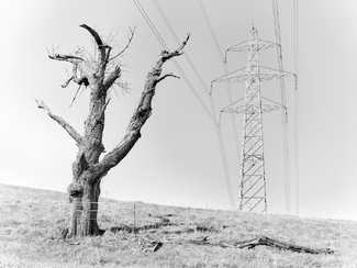 modern trees modern trees