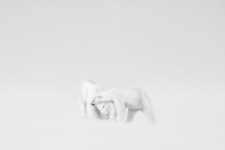 Polar Bears Romance