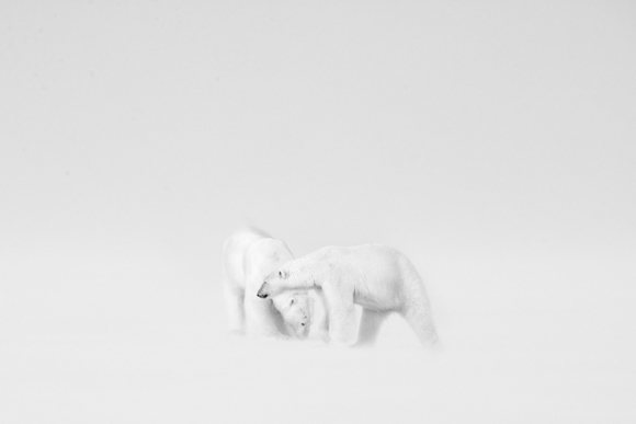 Polar Bears Romance