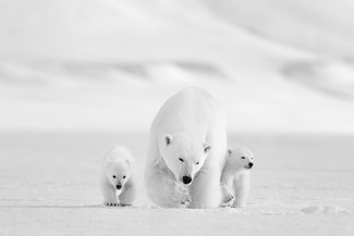 Walking Proud Walking Proud