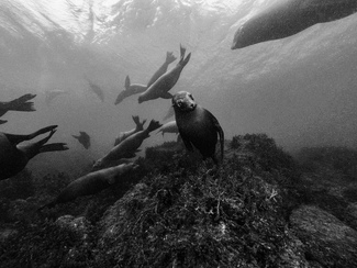 Looking for male Looking for male