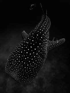 Spaceship underwater Spaceship underwater