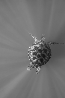 Into the deep Into the deep