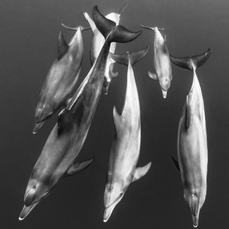 Tursiops pod  Tursiops pod