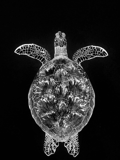 Symetry of the deep Symetry of the deep