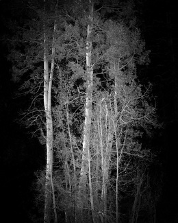 Intimate Aspens Intimate Aspens