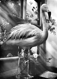 Not Everything Is Always Flowers  Not Everything Is Always Flowers