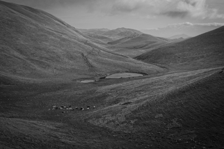 Herd grazing Herd grazing