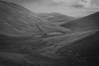 Herd grazing