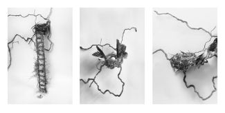 The Empty Nest A Tale The Empty Nest A Tale