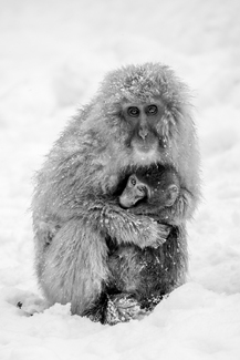 Mother love Mother love