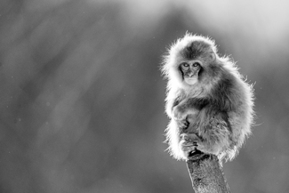 Straight eyes Straight eyes