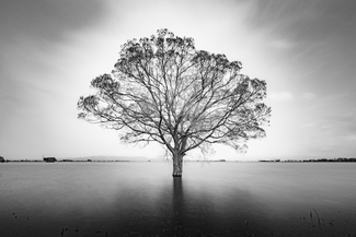 Fujimi Lake Mother Tree Fujimi Lake Mother Tree