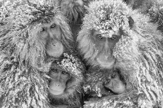 Monkey dumpling Monkey dumpling