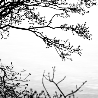 Japan’s sakura Japan’s sakura
