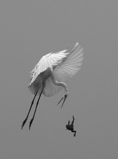 The Great Escape The Great Escape