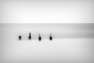 Ghosts of a Feather Ghosts of a Feather