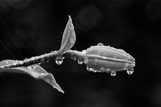 Little Shop of Horrors Little Shop of Horrors