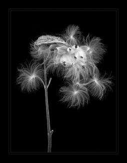 Silent Cacophony Silent Cacophony