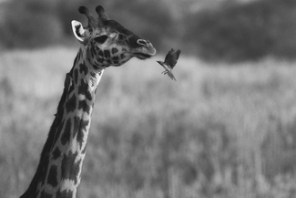 One day I will fly away One day I will fly away