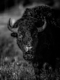 North american Buafflo North american Buafflo