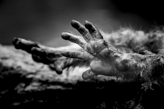 The Dawn of Man The Dawn of Man