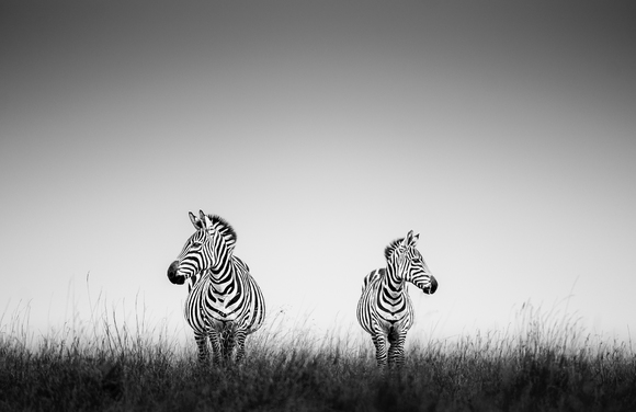 Zebras in Sync