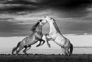 Dance of Dominance Dance of Dominance