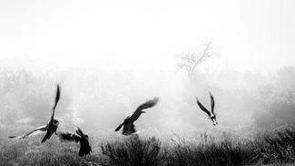 Crows in Flight