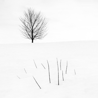 A Grassy Knoll A Grassy Knoll